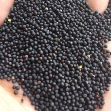 油菜籽1级