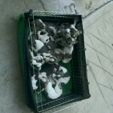 格惠犬母