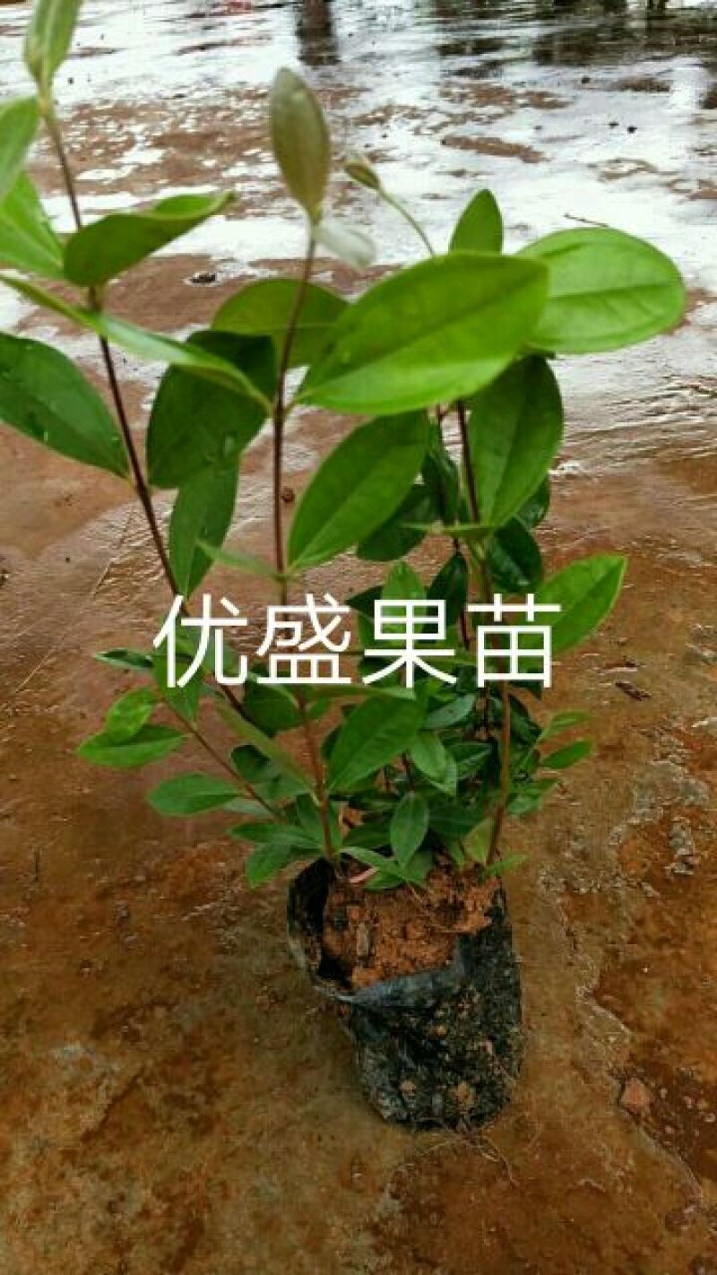 #产地货源#广西桃金娘苗0.5~1m高成活率易打理