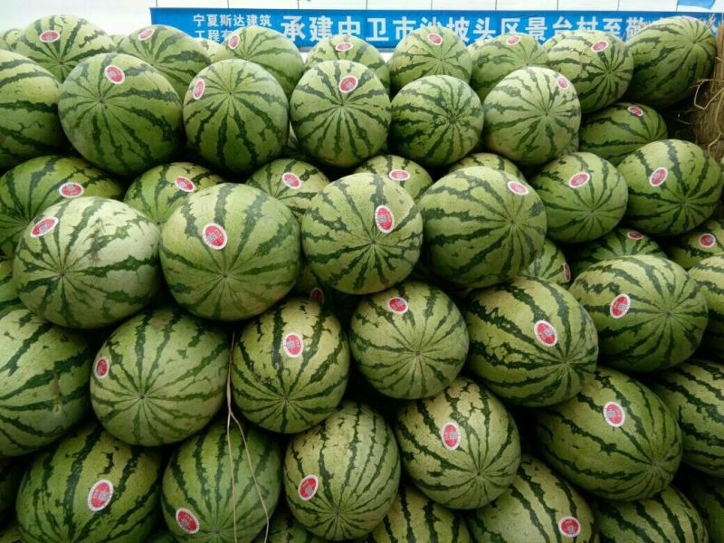 硒砂瓜15斤打底8成熟1茬