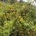 刺梨