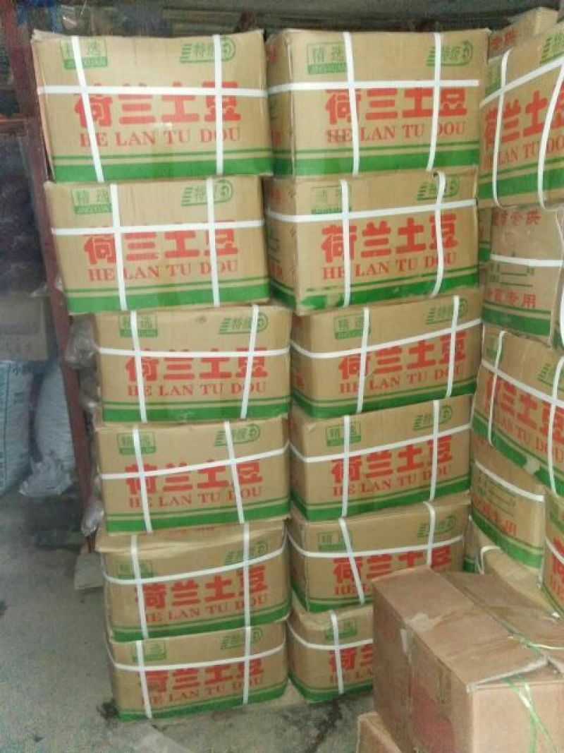 土豆/山东土豆/荷兰十五土豆/V7土豆/黄心土豆