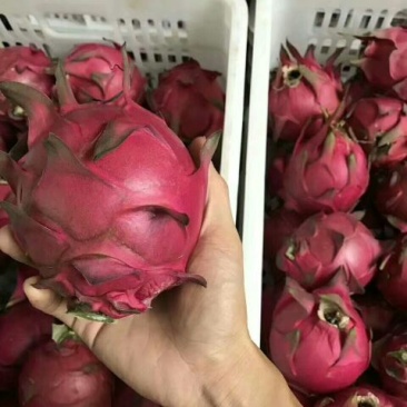 红心火龙果中（5-7两）