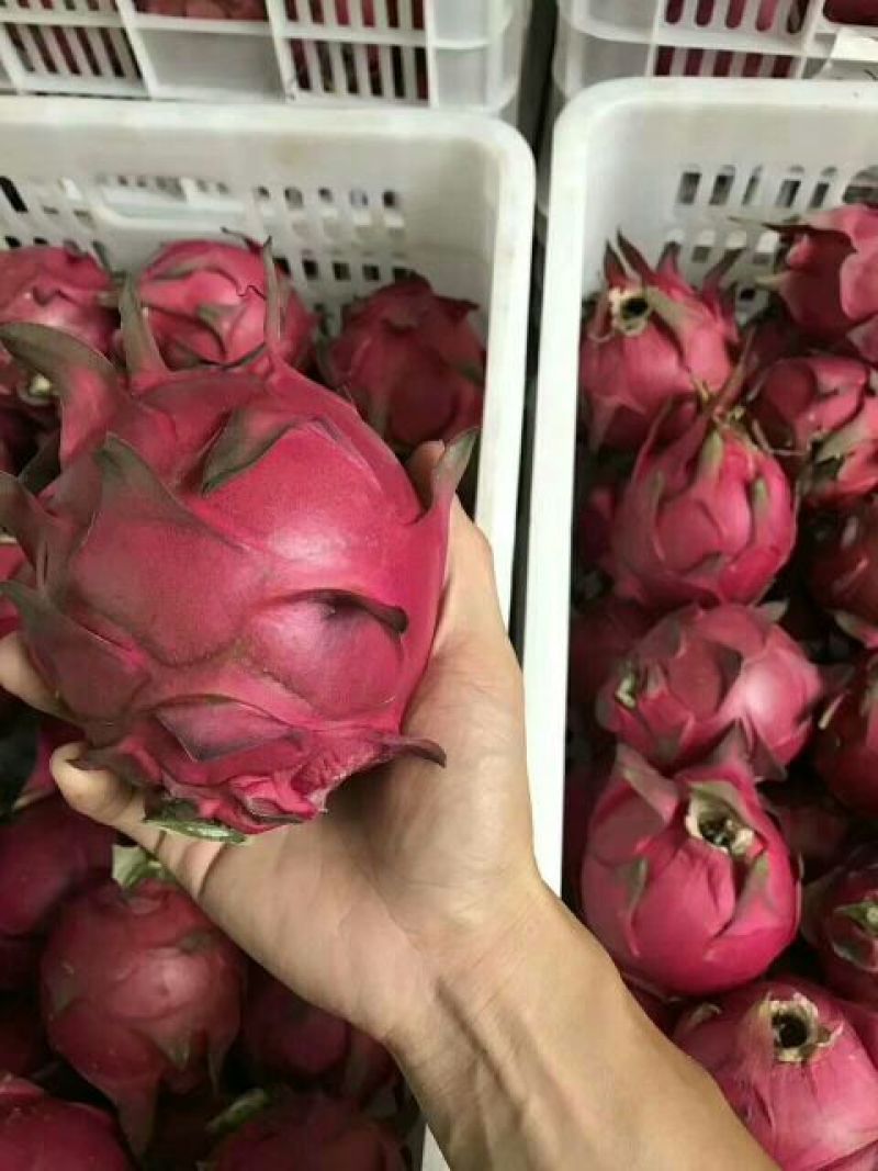红心火龙果中（5-7两）