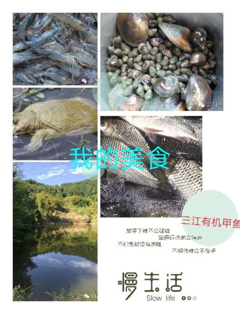 野生甲鱼2.5~3斤
