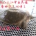 野生甲鱼2.5~3斤