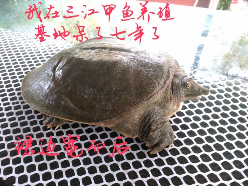 野生甲鱼2.5~3斤
