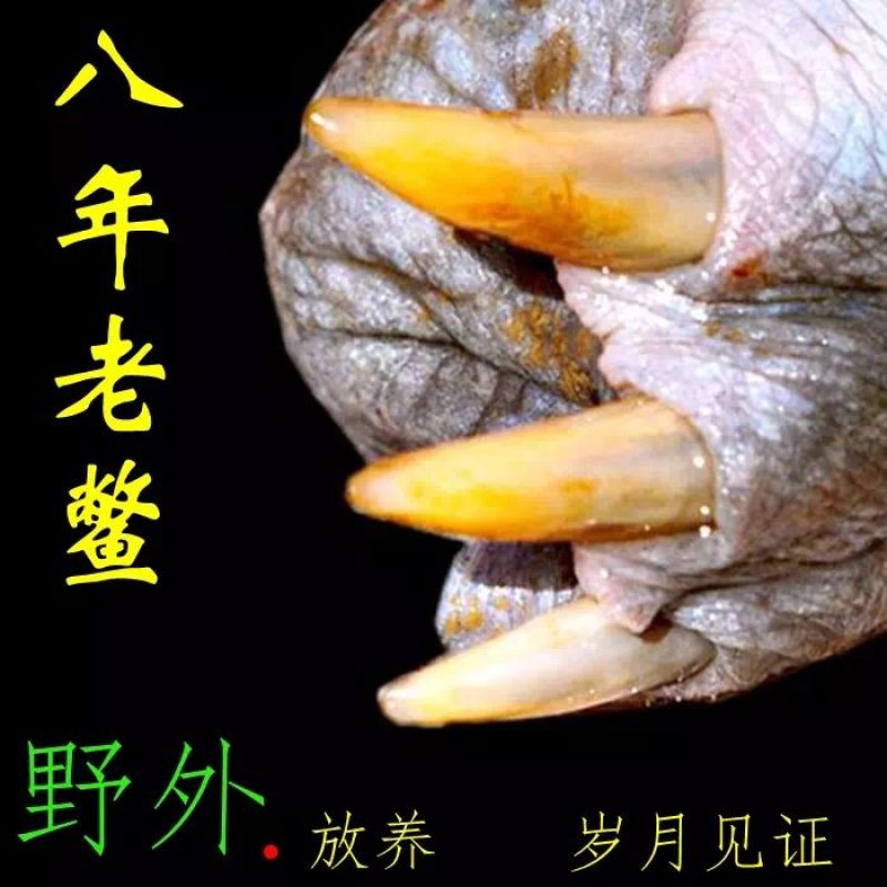 野生甲鱼2.5~3斤