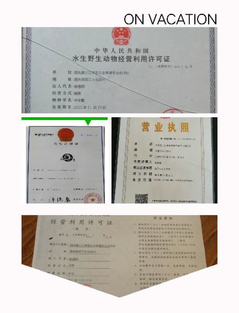野生甲鱼2.5~3斤