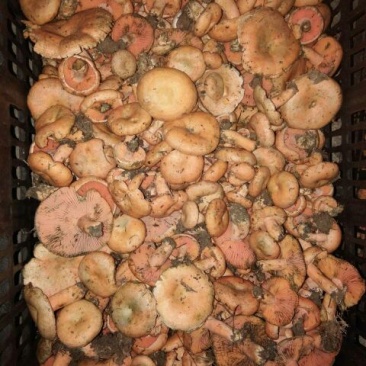 松树菌一级
