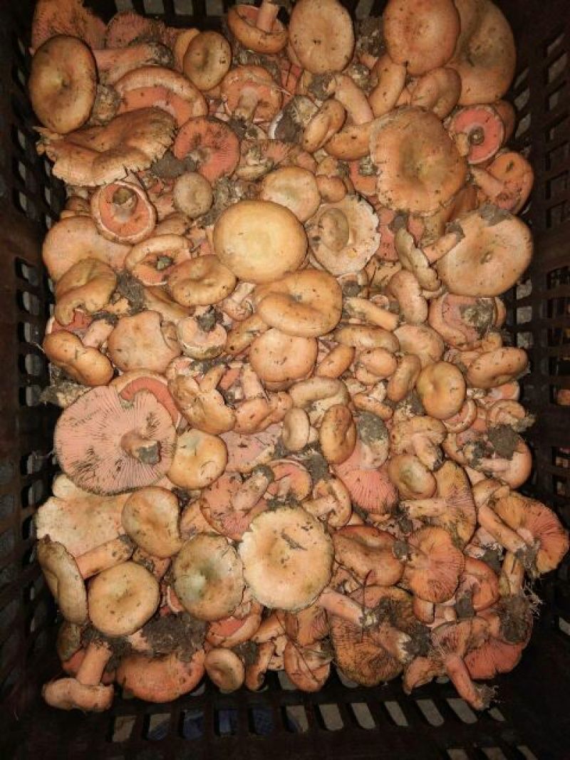 松树菌一级