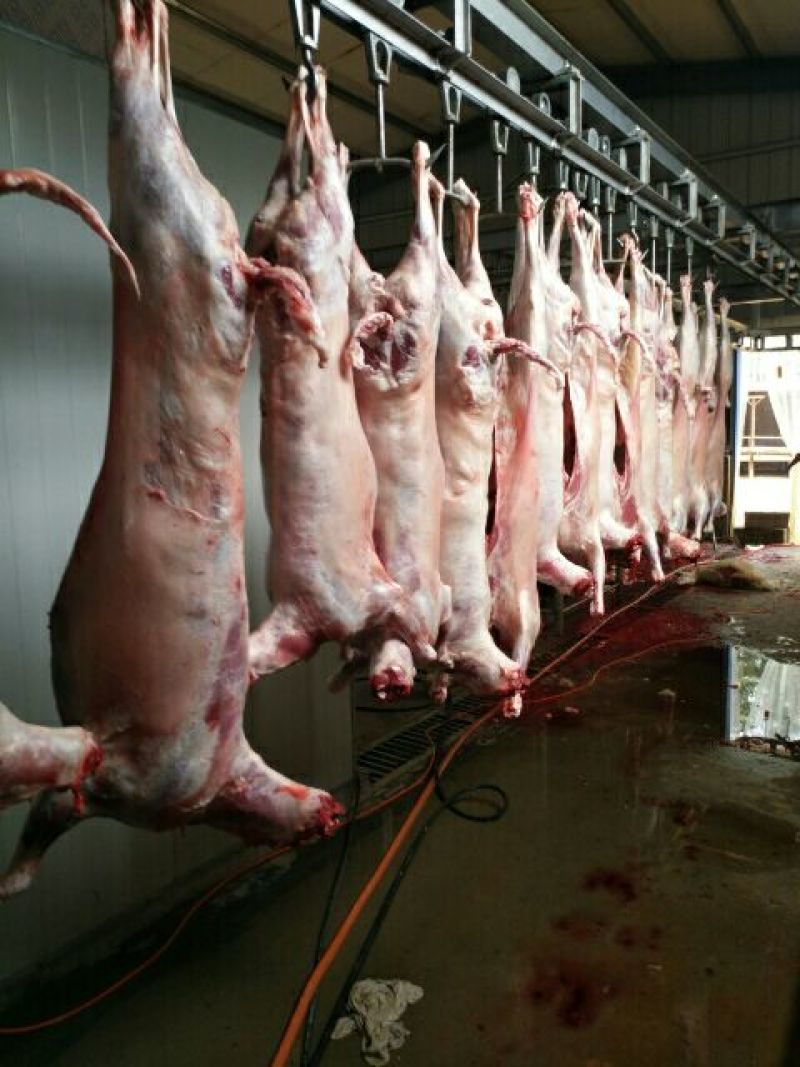 羊胴体是带骨绵羊肉