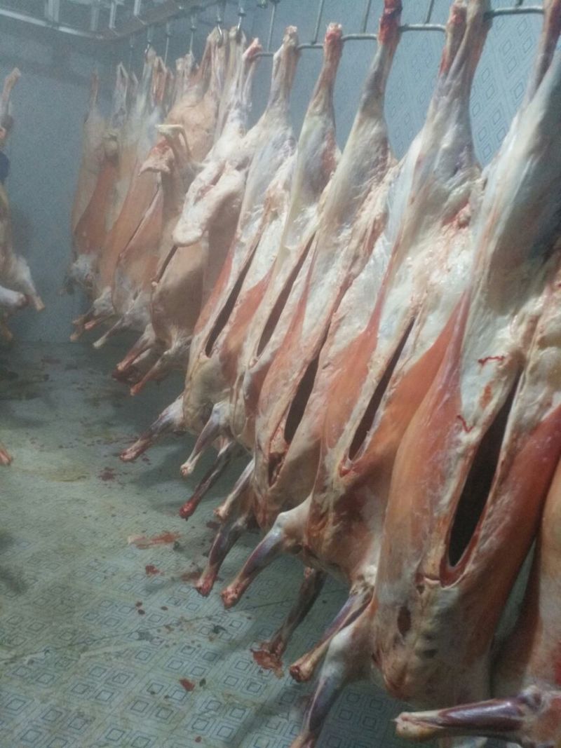 羊胴体是带骨绵羊肉