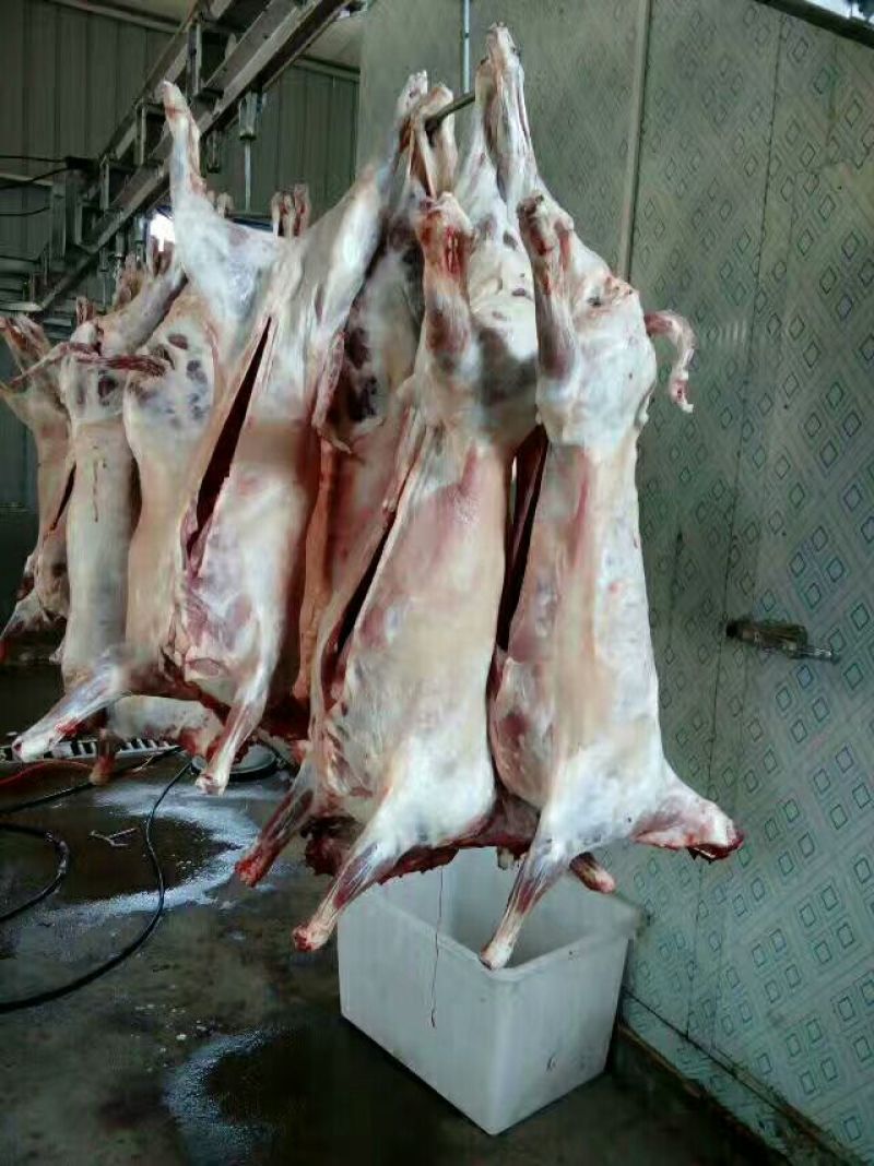 羊胴体是带骨绵羊肉