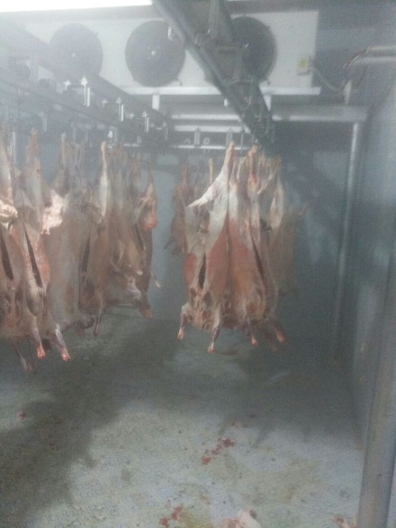 羊胴体是带骨绵羊肉