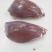 羊后腿是不带骨绵羊肉