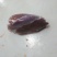 羊后腿是不带骨绵羊肉