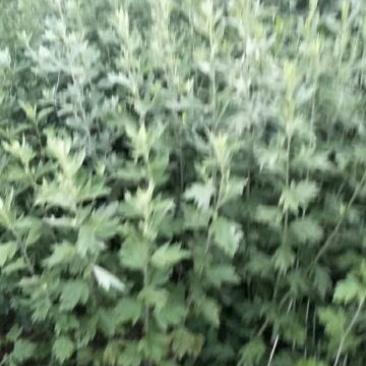 艾草