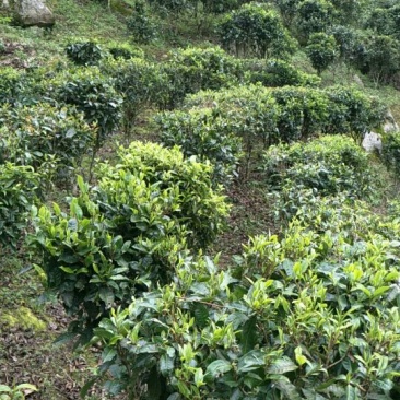 普洱茶一级