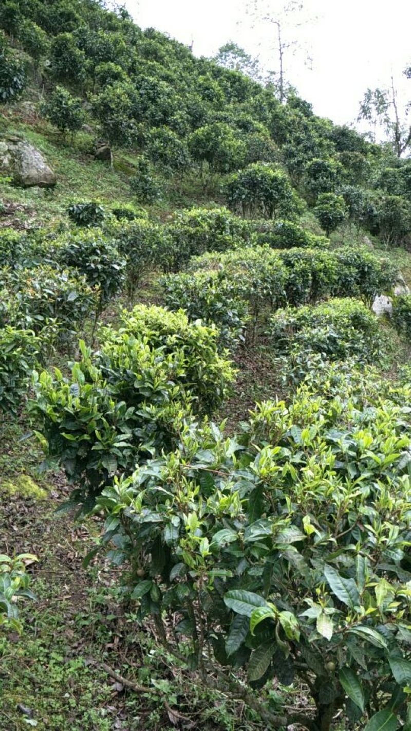 普洱茶一级