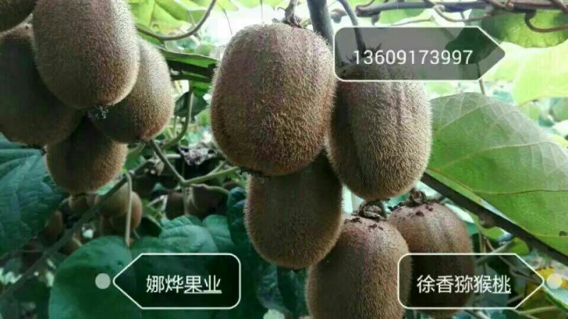 徐香猕猴桃