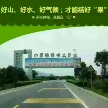 徐香猕猴桃