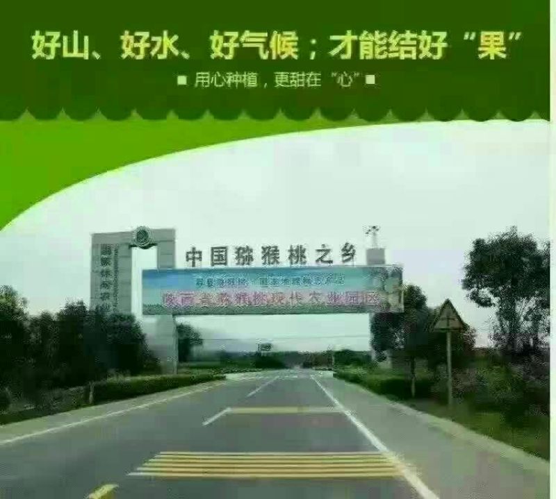 徐香猕猴桃