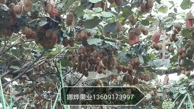 徐香猕猴桃