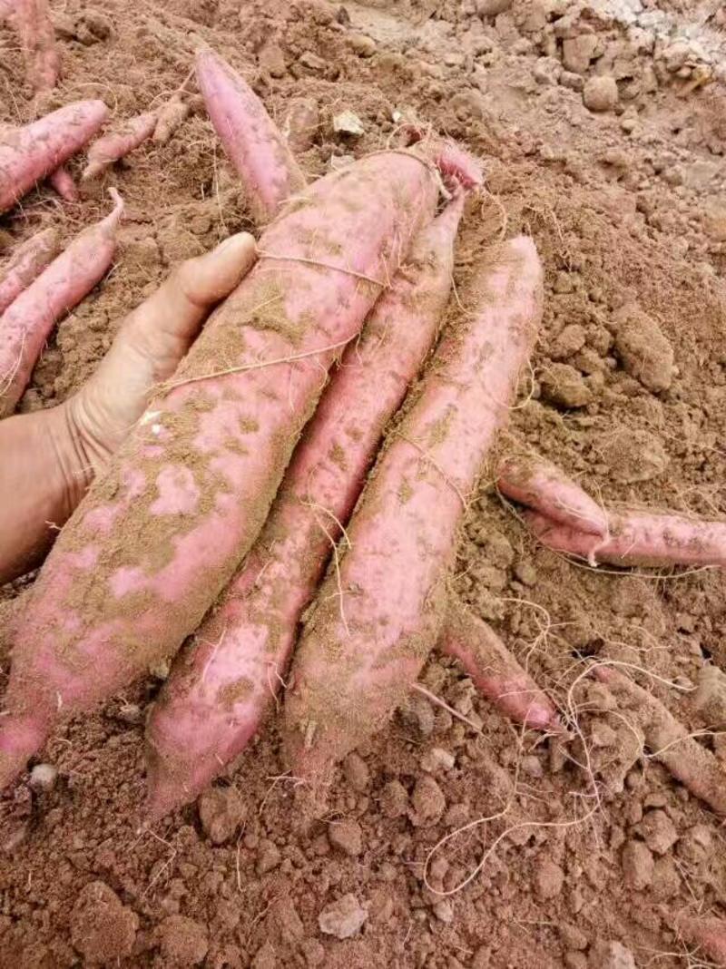 原种脱毒红薯苗地瓜苗白薯番薯板栗薯苗红芋苗，红薯，板栗薯