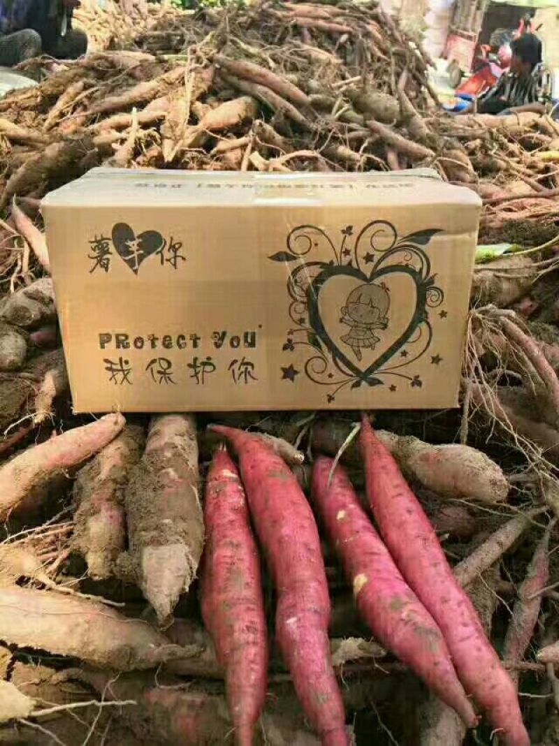 原种脱毒红薯苗地瓜苗白薯番薯板栗薯苗红芋苗，红薯，板栗薯