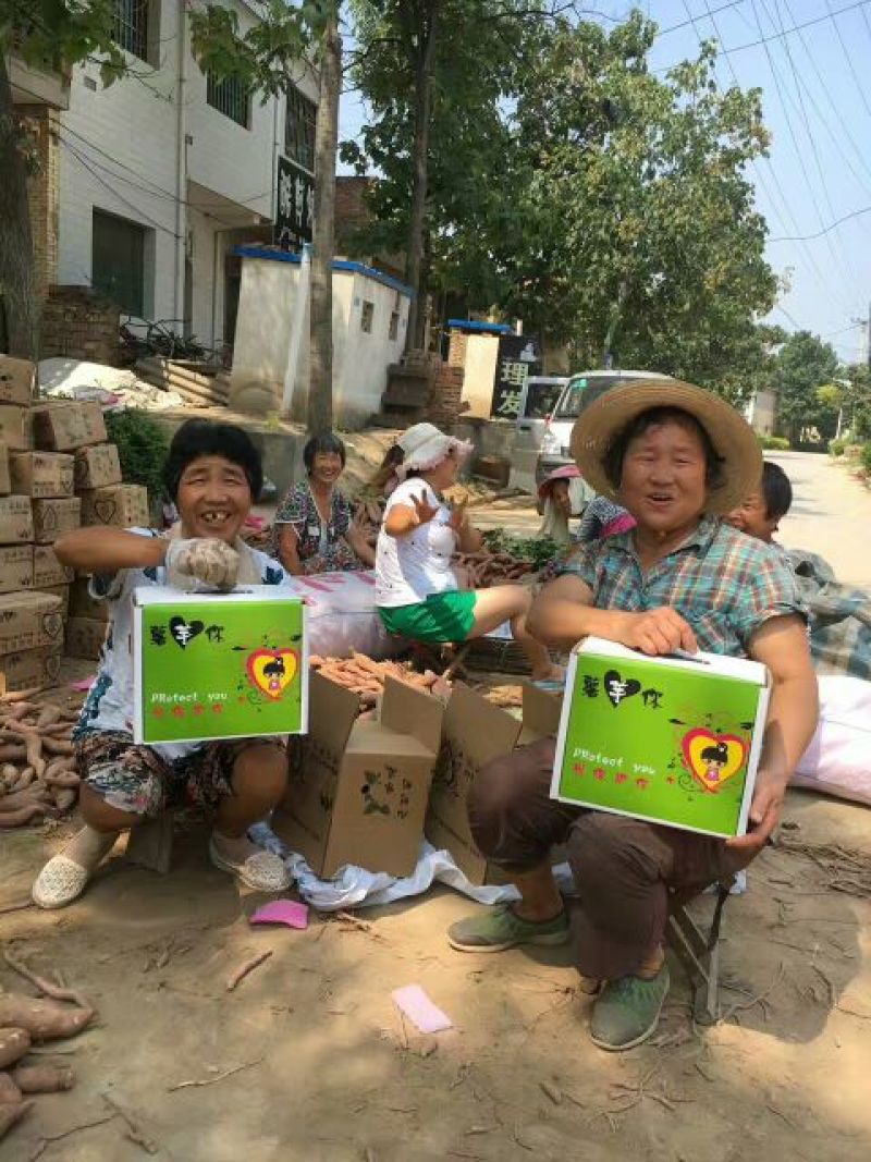 秦薯八号原种黄心脱毒高产苗大基地供应品质保证全国包邮