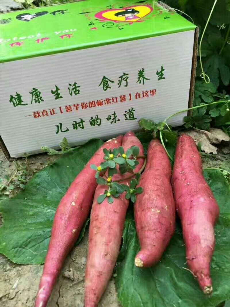 秦薯八号原种黄心脱毒高产苗大基地供应品质保证全国包邮