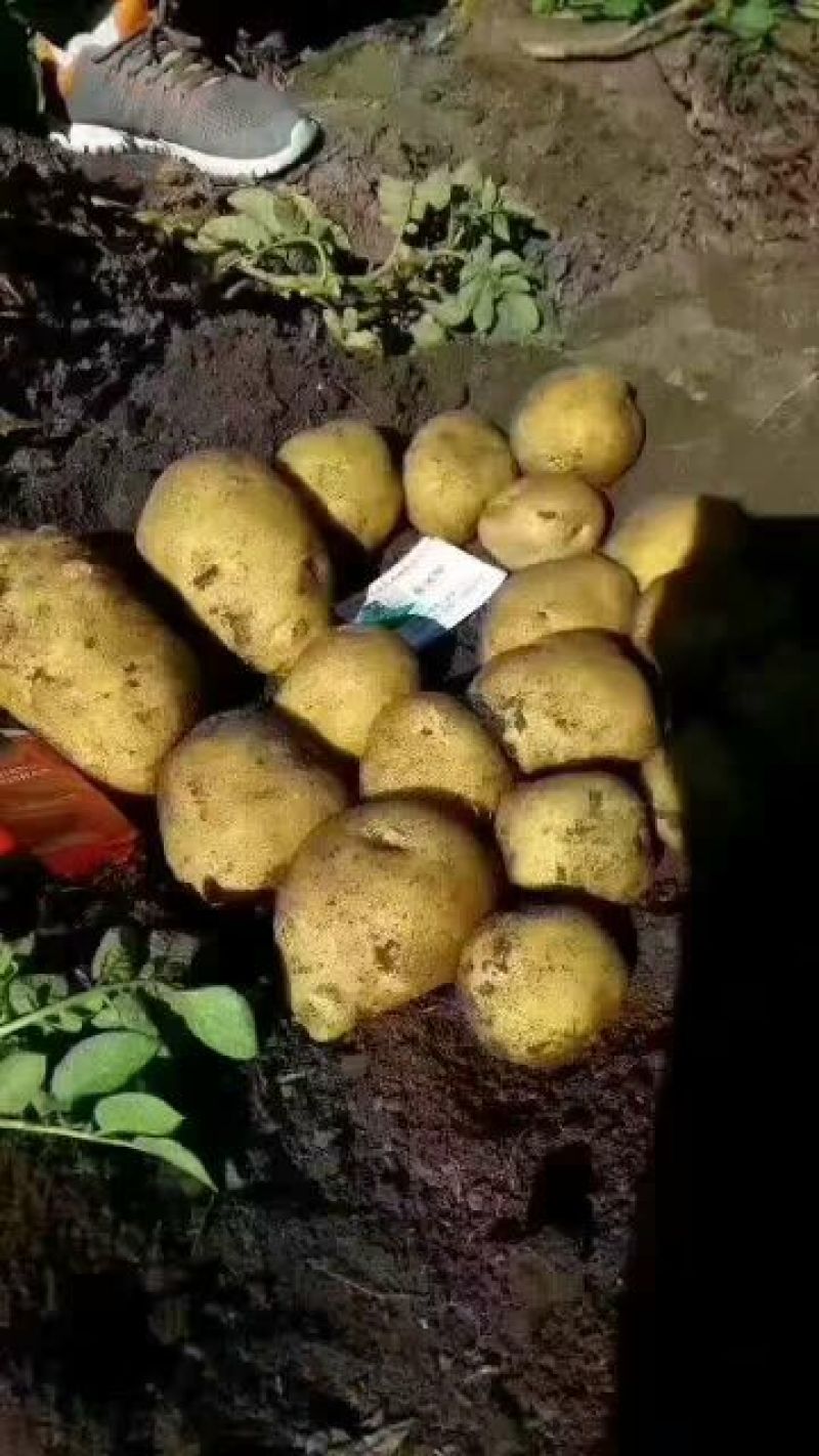 中薯5号土豆通货3两以上品种齐全欢迎新老客户前来采购