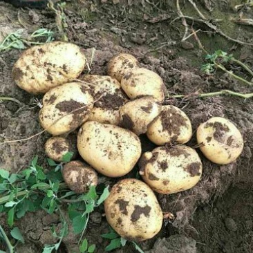 中薯5号土豆通货3两以上品种齐全欢迎新老客户前来采购
