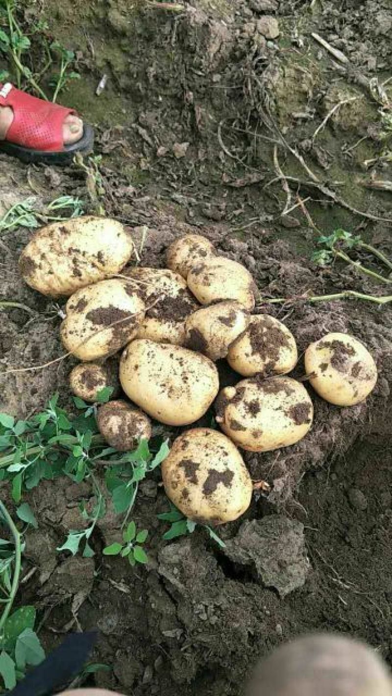 中薯5号土豆通货3两以上品种齐全欢迎新老客户前来采购