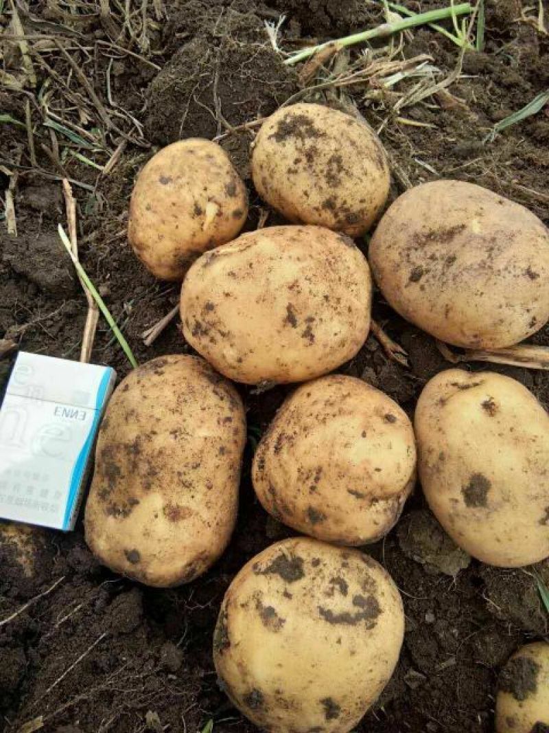中薯5号土豆通货3两以上品种齐全欢迎新老客户前来采购