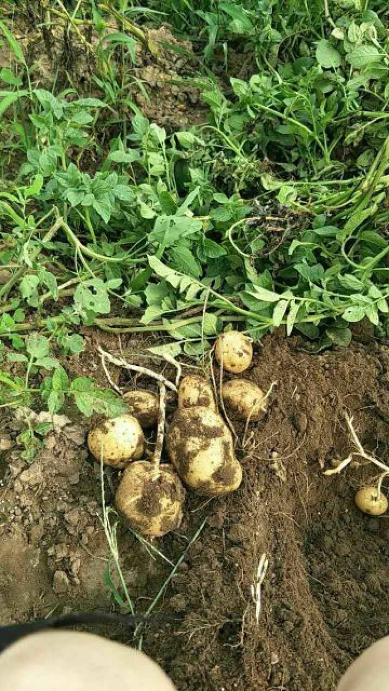 中薯5号土豆通货3两以上品种齐全欢迎新老客户前来采购