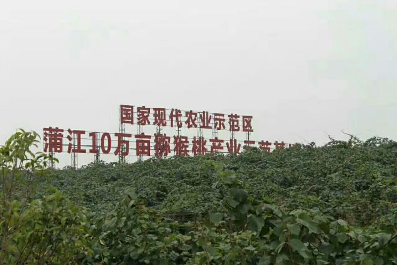 蒲江红心猕猴桃各规格一件代发