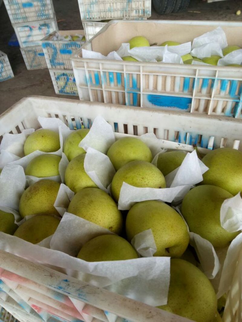 皇冠梨纸袋白梨300~350g大量上市欢迎客户前来采