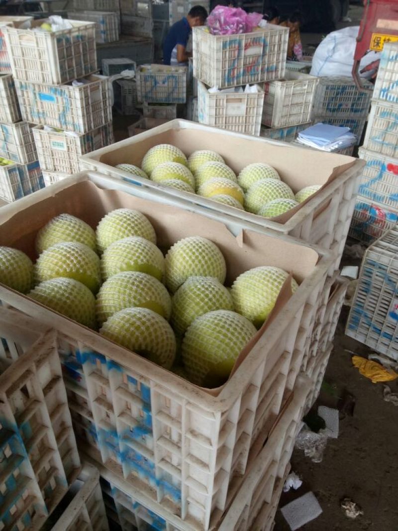 皇冠梨纸袋白梨300~350g大量上市欢迎客户前来采