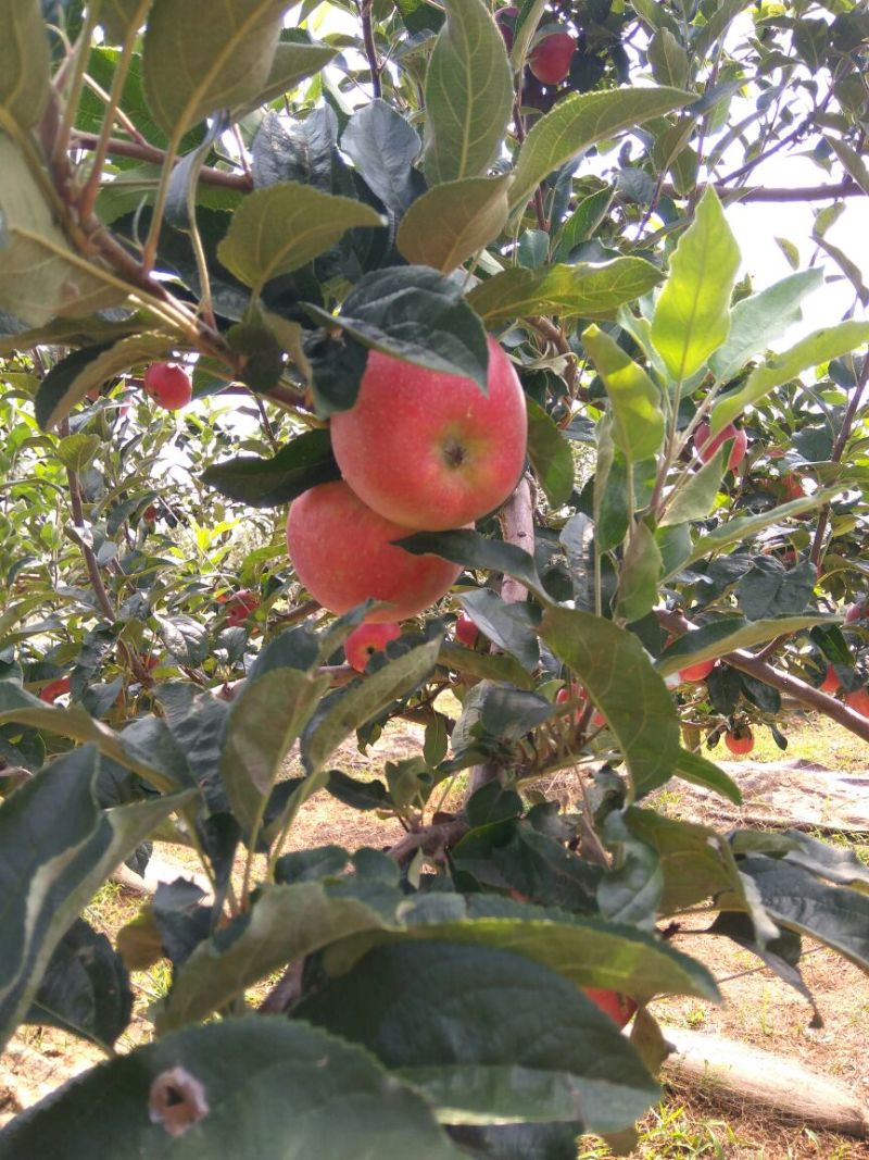 露利苹果树苗矮化苹果苗货真价实7月份成熟的苹果品种早熟