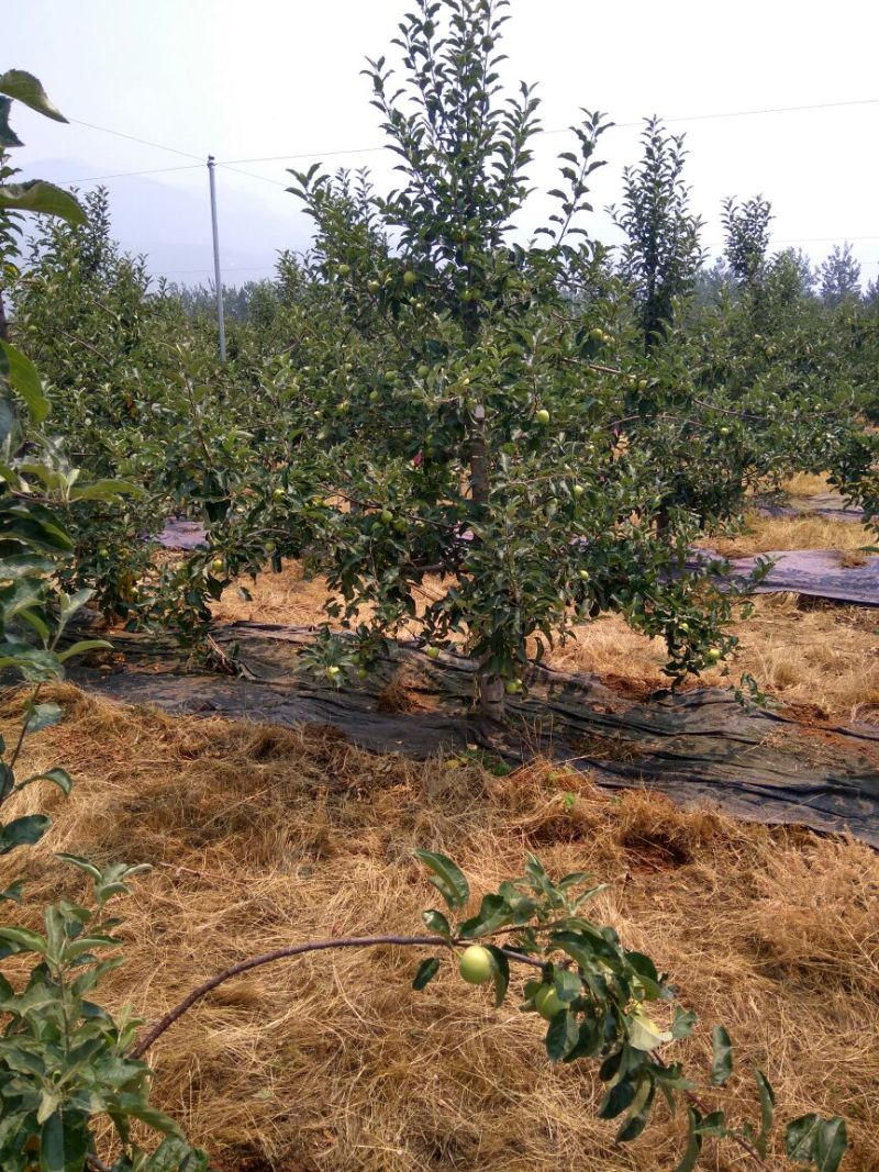 露利苹果树苗矮化苹果苗货真价实7月份成熟的苹果品种早熟