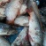 河鲤鱼食用1~2公斤