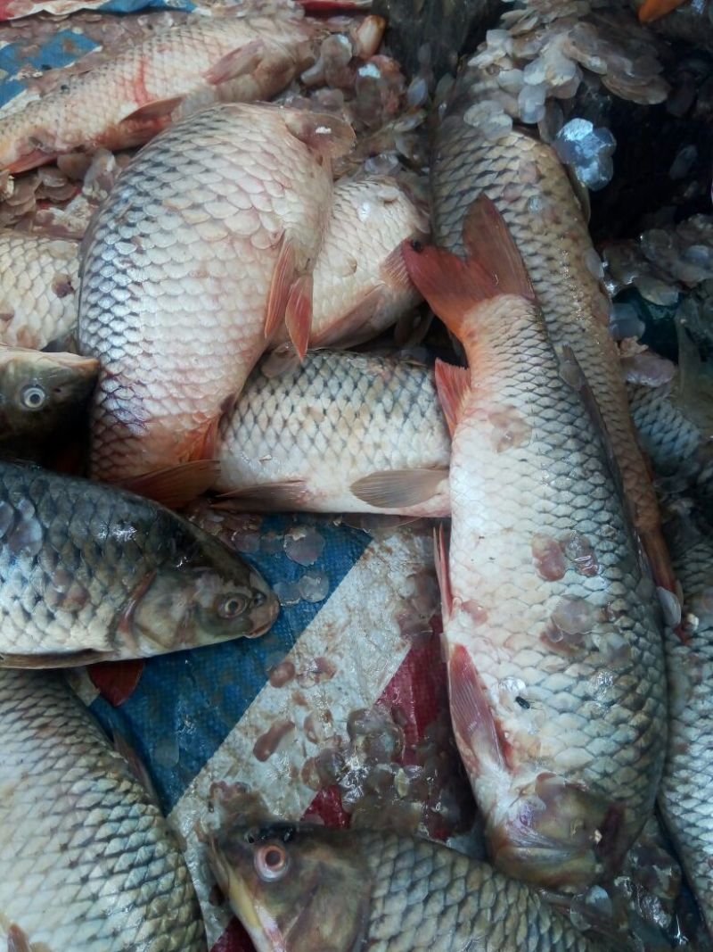 河鲤鱼食用1~2公斤