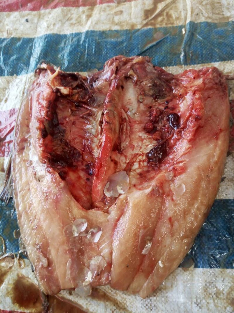 河鲤鱼食用1~2公斤