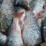 河鲤鱼食用1~2公斤