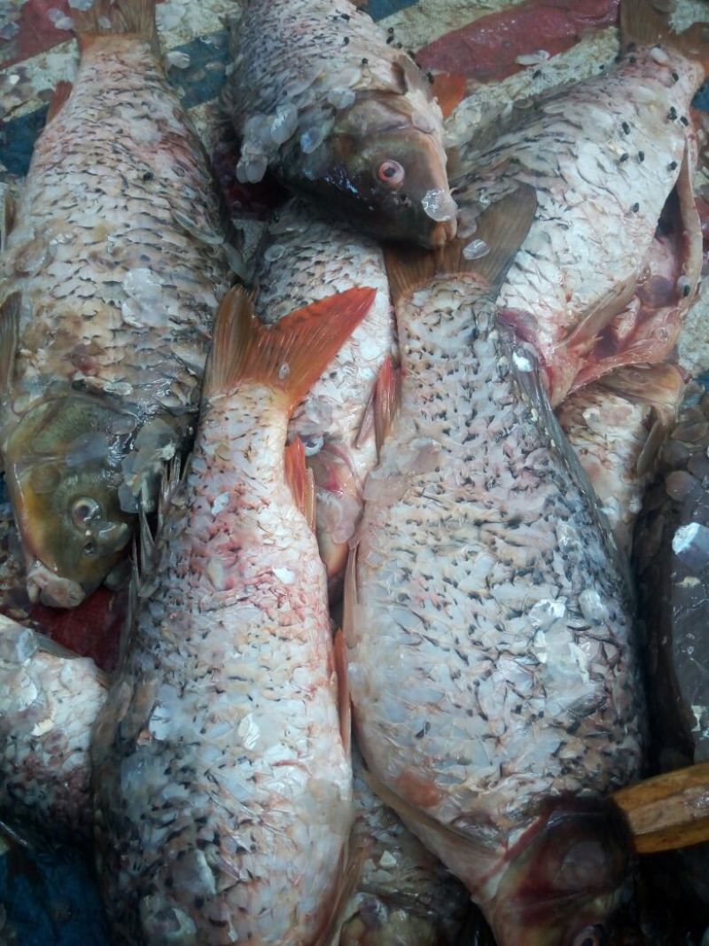 河鲤鱼食用1~2公斤