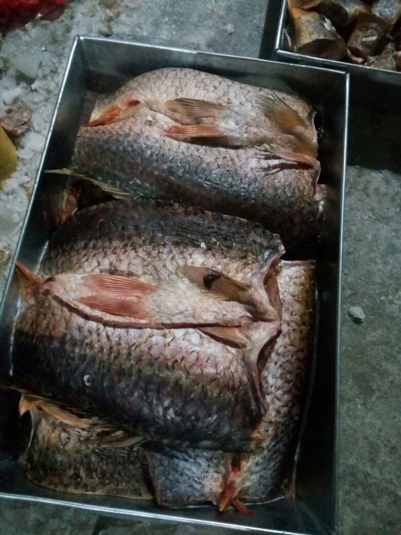 河鲤鱼食用1~2公斤