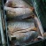 河鲤鱼食用1~2公斤