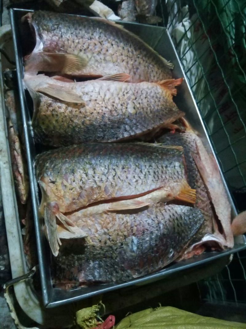 河鲤鱼食用1~2公斤